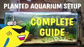 PLANTED AQUARIUM SETUP: Complete Guide To A Soil Planted Tank