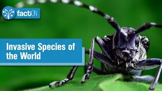 Invasive Species of the World | Ecosystem Disruption | SDG Plus