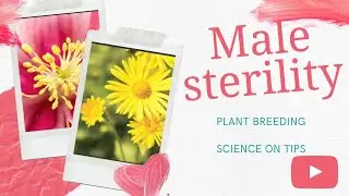 Male sterility ( Pollination control method in plant breeding)