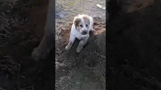 Байра (Гурбат+Кора) 2,5 месяцев 