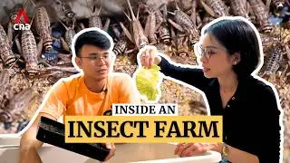 Exploring an insect farm in Singapore