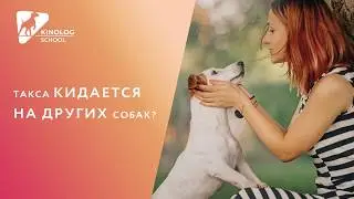 Такса кидается на других собак