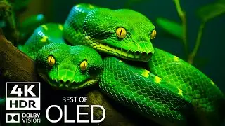 The Ultimate Jungle Animal 4K HDR  Dolby Vision 60FPS | Cinematic music (dynamic color)