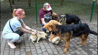 Dogs meeting in the park. Introducing German Shepherd puppies to Pug and American Akita. Odessa.