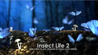 life of insects 2 - life of insects