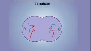 Stages of Mitosis - Prophase, Prometaphase,  Metaphase, Anaphase & Telophase