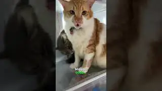 Mia & Mido #cat #kucing #kucinglucu 🥵❄️😹