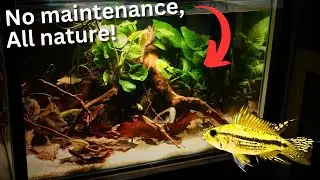 NO maintenance, All Nature! Ecosystem tank build for Apistogramma!