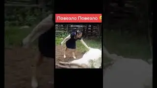 Корова дала о себе знать!!!😂😂😂😂😂😂😂😭😭🤣🤣🤣 #shorts #подпишись.