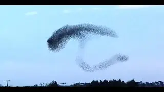 Amazing footage of a starling murmuration