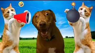 Funny Cats 🐈 and Dogs 🐕 / Funniest Animals Videos 😊 2023