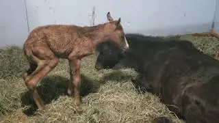 Our Caspian mare Summer beams with pride after foaling this big, beautiful Caspian filly!