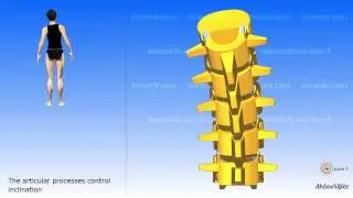 The lombar vertebra and the mobility of the lombar region