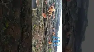 Грибы 2023 зима 
