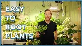 TEN Easy to Propagate RARE Plants -  Fast Rooting