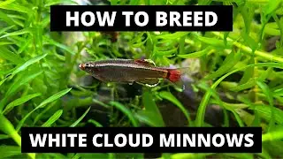 How to breed white cloud minnows