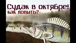 Судак в октябре. Как ловить правильно?