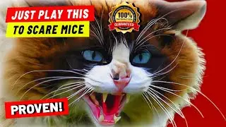 Cat sounds to scare mice away ⭐️ Cat sounds angry for mouse - Angry cat meowing aggressive cat sound