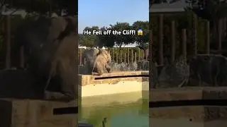 Elephant Falls Off Cliff at Enclosure! 