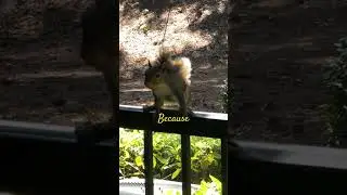 Squirrel #jokeoftheday ￼