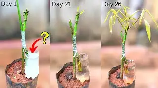 New technique for mango grafting | with water & Rooting hormone | 💯% successful technique