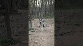 Rescued Wolf Dog Bonds With 8-Year-Old Girl ❤️ l The Dodo