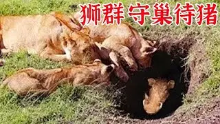 狮子捕杀疣猪，疣猪躲在洞中不出来，最后被狮子拽出成为盘中餐！