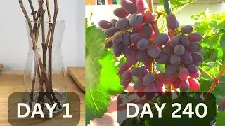 Growing grapes in pots from cutting until harvest in 240 days | Growing grapes in tropical country.