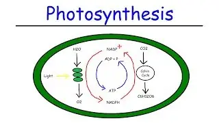 Photosynthesis - Light Dependent Reactions and the Calvin Cycle