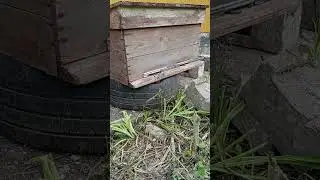 Среднерусская пчела