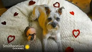 A Schnauzer & Bald Guinea Pig Strike Up a Friendship 🥰 Amazing Animal Friends | Smithsonian Channel