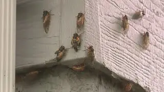 Residents gear up for Cicada-Apocalypse in Missouri and Illinois