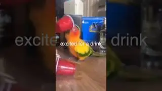 What do you call a bird with a drinking problem?