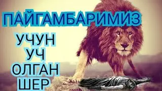Пайгамбаримиз Учун Уч Олган Шер  Йирткич Шерлар Хакида 