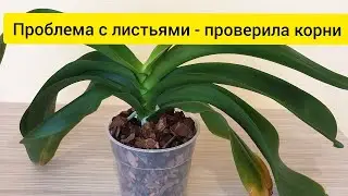 Проблема с листьями у орхидеи - проверить корни ||  Неудавшаяся пересадка