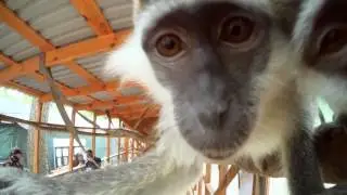 Уроки мудрости от зеленых мартышек   / Wisdom lessons from green monkeys
