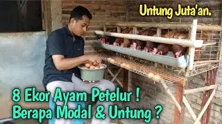 8 Ekor Ayam Petelur. Berapa Modal & Untung ?