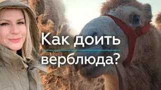 Как правильно доить верблюда? / 
