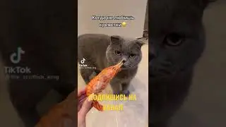 КОТ РЫГАЕТ ПРИ ЗАПАХЕ КРЕВЕТКИ