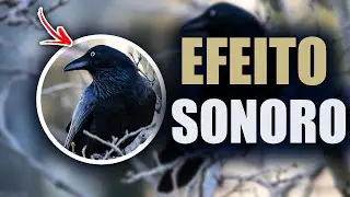 EFEITO SONORO |EFEITO SONORO GRATIS | EFEITO SONORO PARA BAIXAR | EFEITO SONORO PARA DOWNLOAD GRATIS