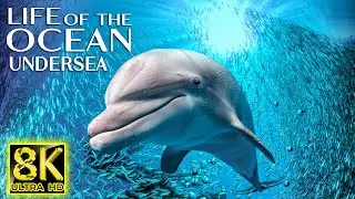 Life of the Ocean 8K ULTRA HD - Incredible Ocean Creatures with Relaxing Music and Ocean Sounds