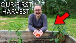 Harvesting Vegetables from Our Backyard Garden for the First Time!!