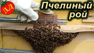 ПЧЕЛЫ. КАК ВЕРНУТЬ ПЧЕЛИНЫЙ РОЙ В УЛЕЙ