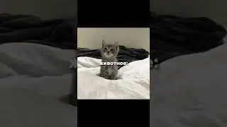 кем бы я была, по мнению.. #киев