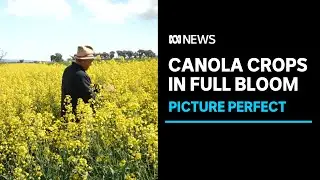 Canola crops draw crowds to NSW in time for blooming field | ABC News