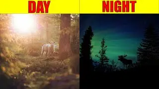 DAY AND NIGHT for Kids | Explanation of the Earth's Rotation for Kids, Preschool and Kindergarten