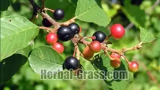 Крушина ломкая ★ Кора крушины в БАД НСП Нейче Лакс - мягкого слабительных средства от запоров