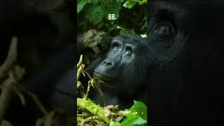 Top 10 Facts About Gorillas