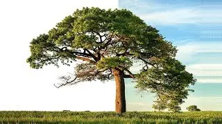 Powerful Technique To Cut Out Trees In Photoshop  | Tasty Tutorials