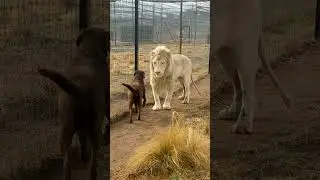 Cute Lion Gives Smooches to Puppy's Paw!